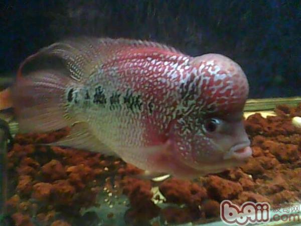 羅漢魚頭起的很小還會長大嗎_羅漢魚起頭_羅漢魚頭起白點