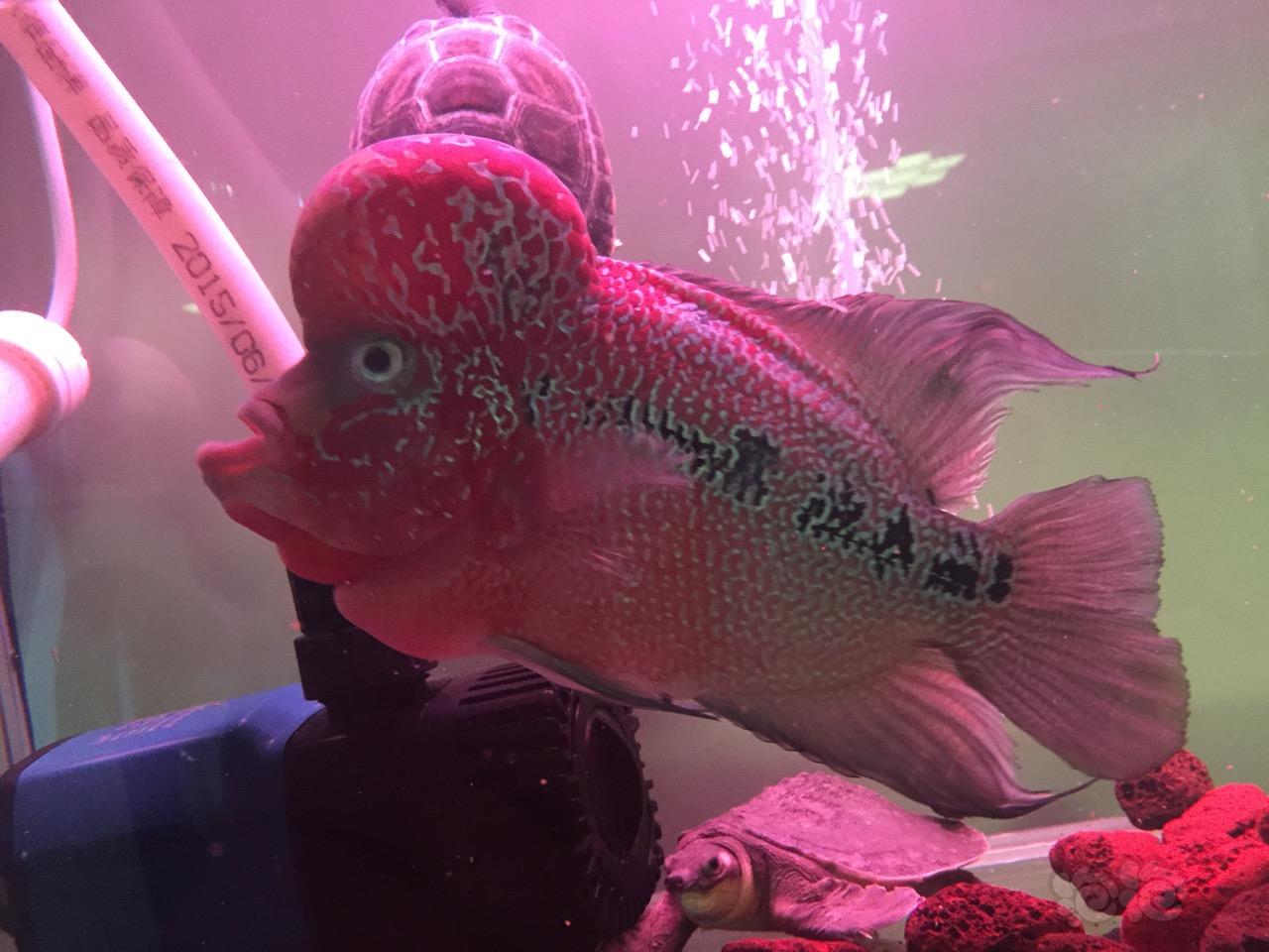 羅漢魚起頭_羅漢魚頭起白點_羅漢魚頭起的很小還會長大嗎
