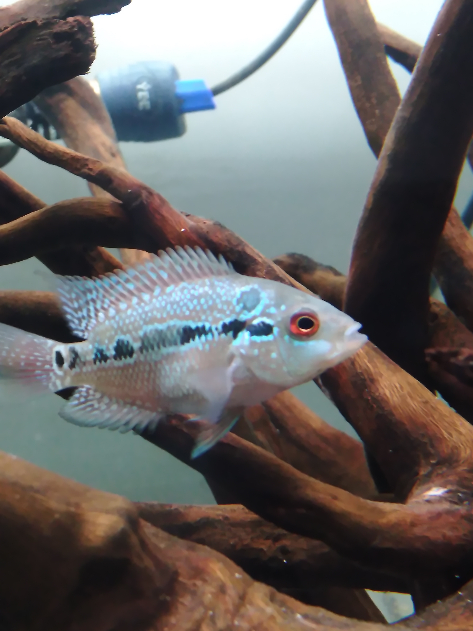 羅漢魚起頭_羅漢魚頭起的很小還會長大嗎_羅漢魚頭起白點