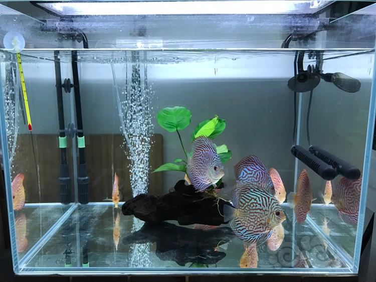 七彩神仙_神仙七彩魚圖片_神仙七彩魚搭配什么魚