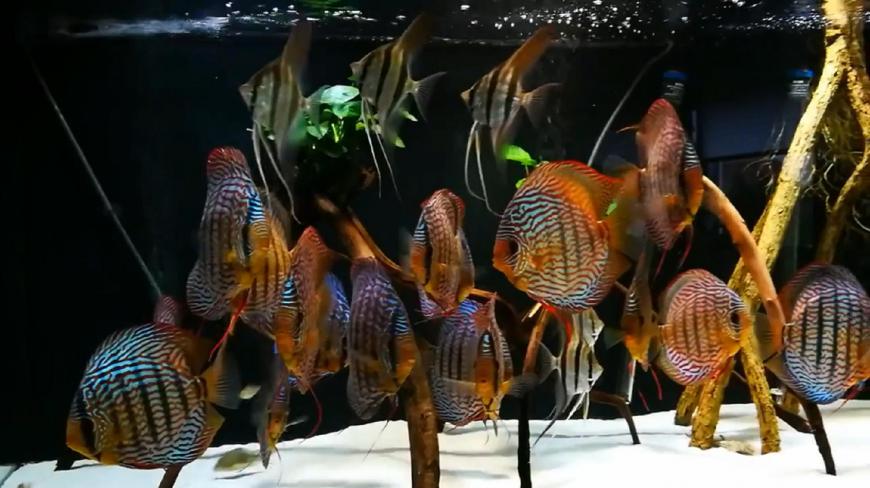 七彩神仙_神仙七彩魚圖片_神仙七彩魚搭配什么魚