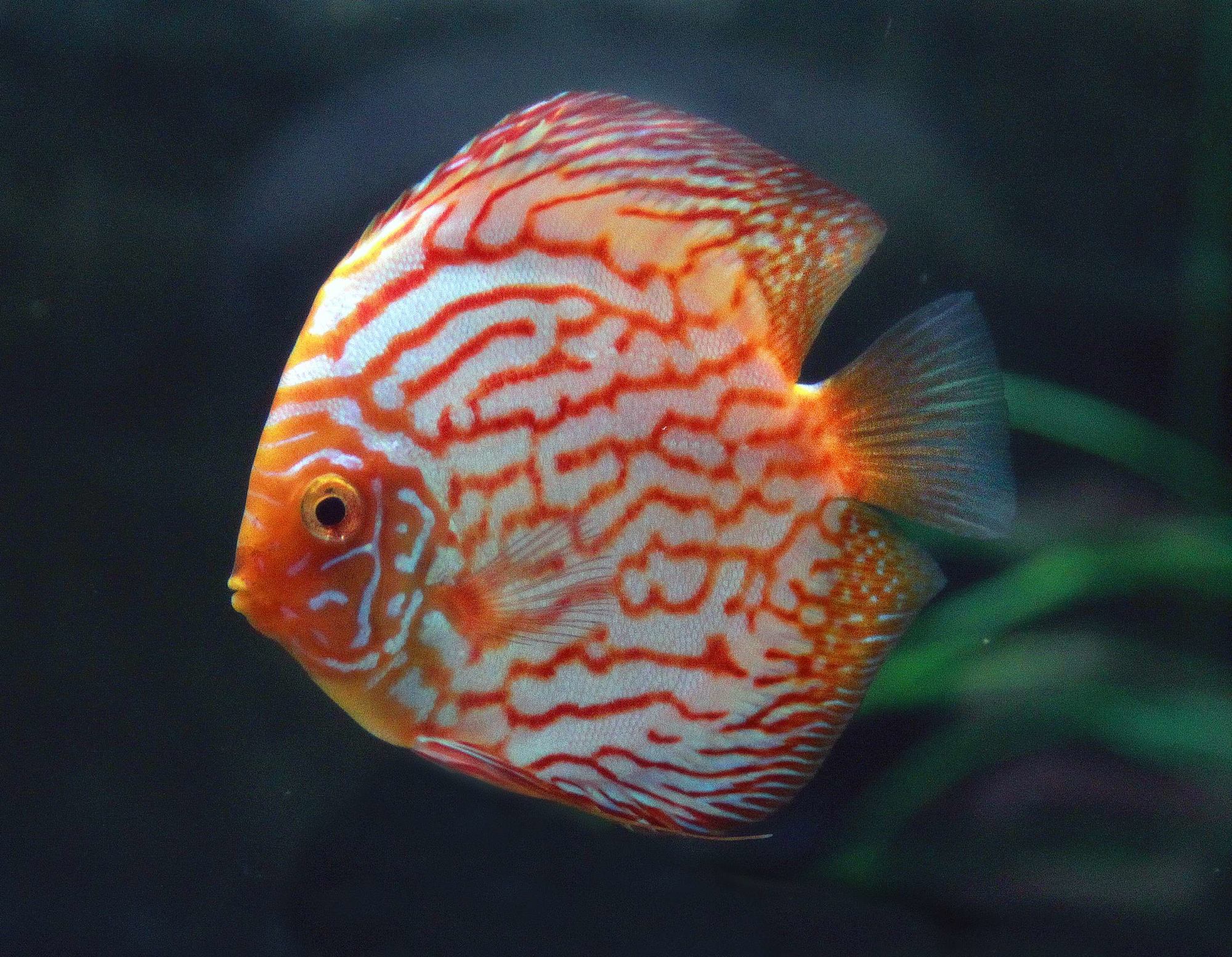 神仙七彩魚_神仙七彩魚好不好養_七彩神仙