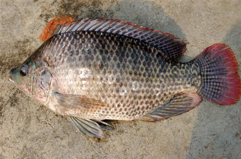 羅非魚是海魚還是河魚？是怎么樣的呢？