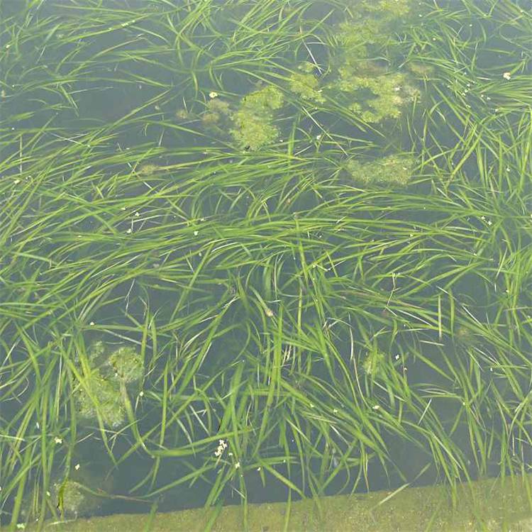 水草種類_常見水草種類_河里水草種類