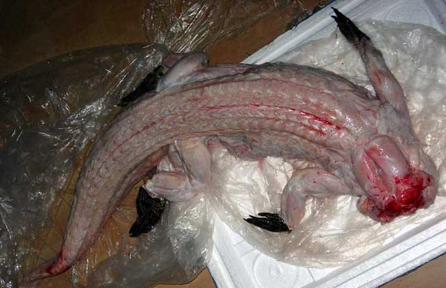 鱷魚不是魚，是爬行動物，鱷魚之名，故而得名