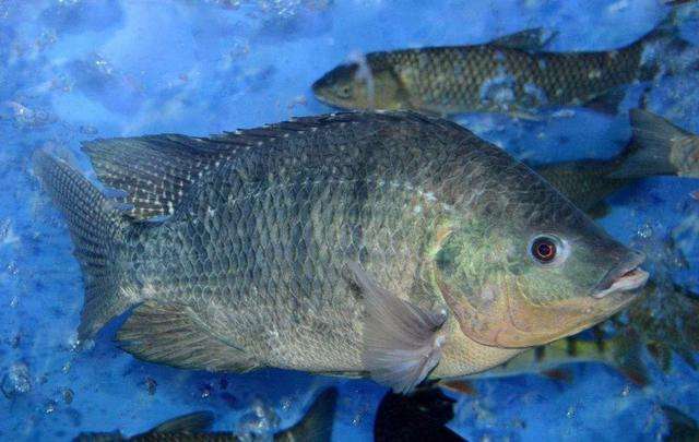 羅非魚和海羅非區別_羅非魚跟海魚的營養成分一樣嗎_羅非魚是海魚還是河魚