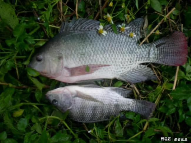 羅非魚和海羅非區別_羅非魚跟海魚的營養成分一樣嗎_羅非魚是海魚還是河魚