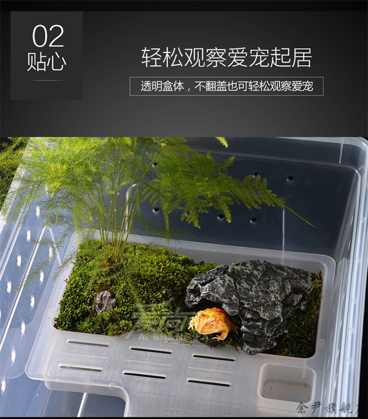 南美角蛙_南美角蛙主要生活在地上_南美角蛙多少錢一只