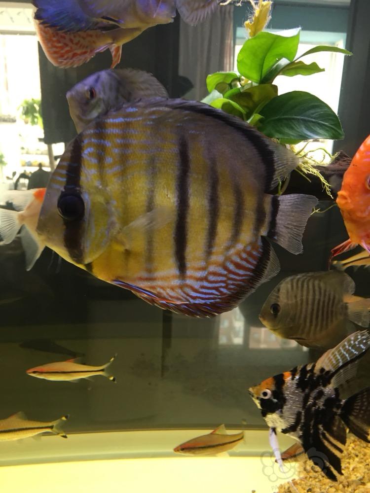 神仙七彩魚壽命是多少_七彩神仙_神仙七彩魚好不好養