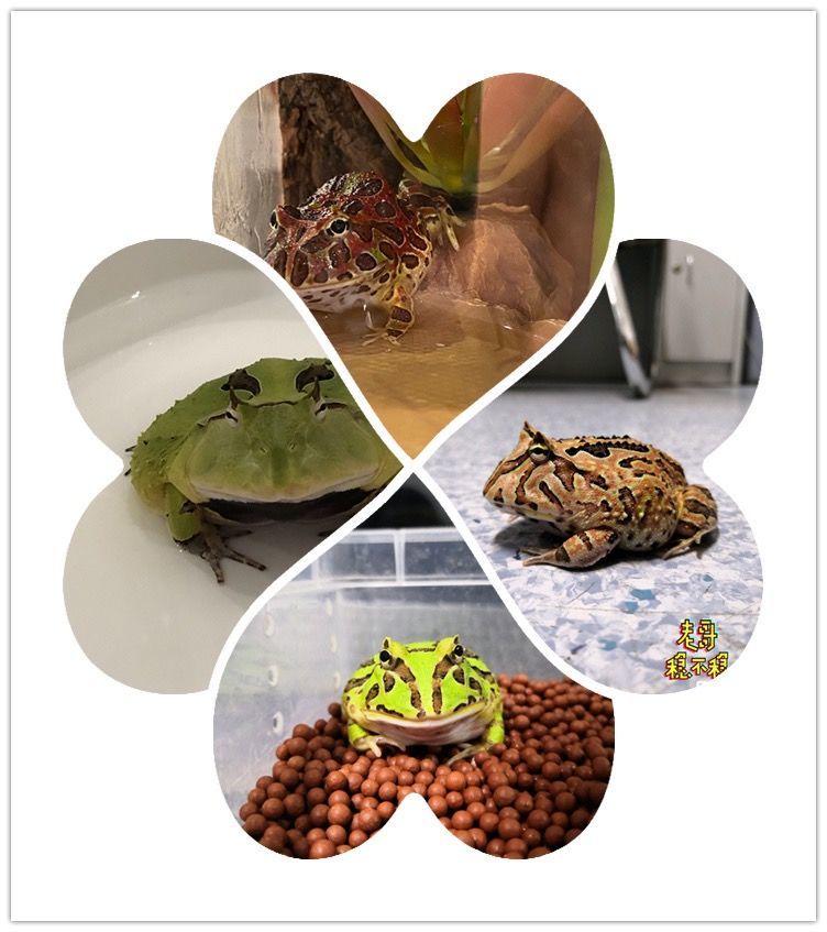 南美角蛙_南美角蛙壽命_南美角蛙有毒嗎
