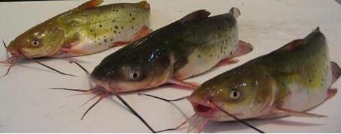 桂魚多少錢一斤_桂魚多少錢一斤_桂魚多少錢一斤