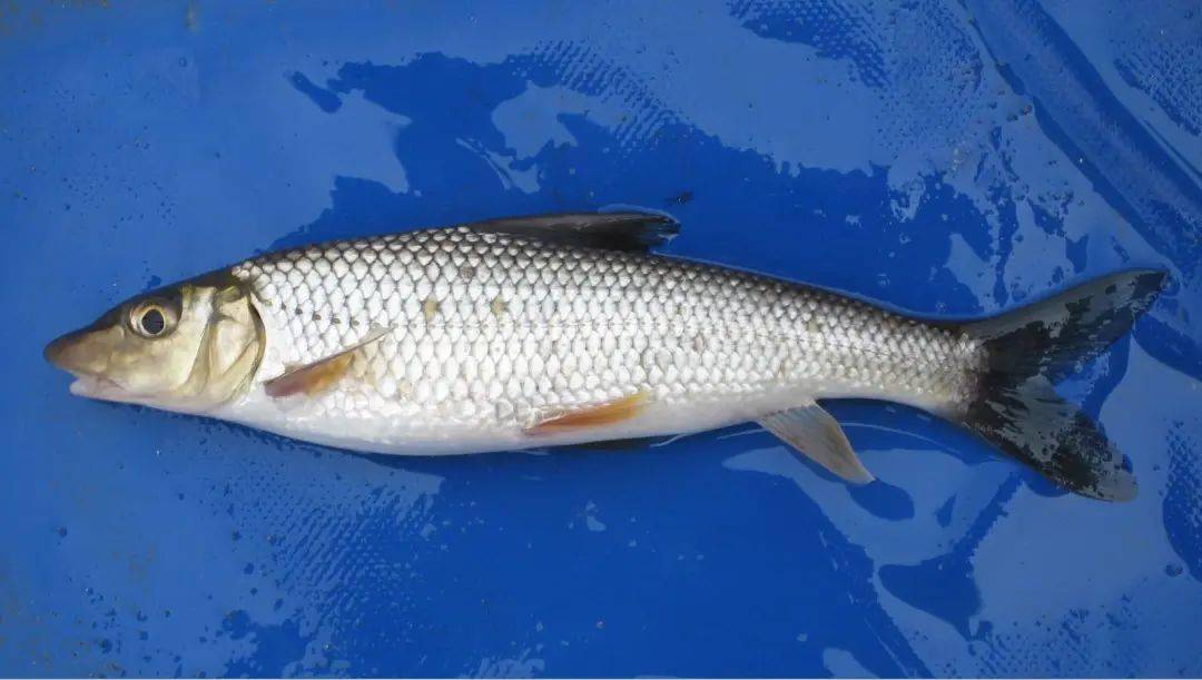 桂魚多少錢一斤_桂魚多少錢一斤_桂魚多少錢一斤