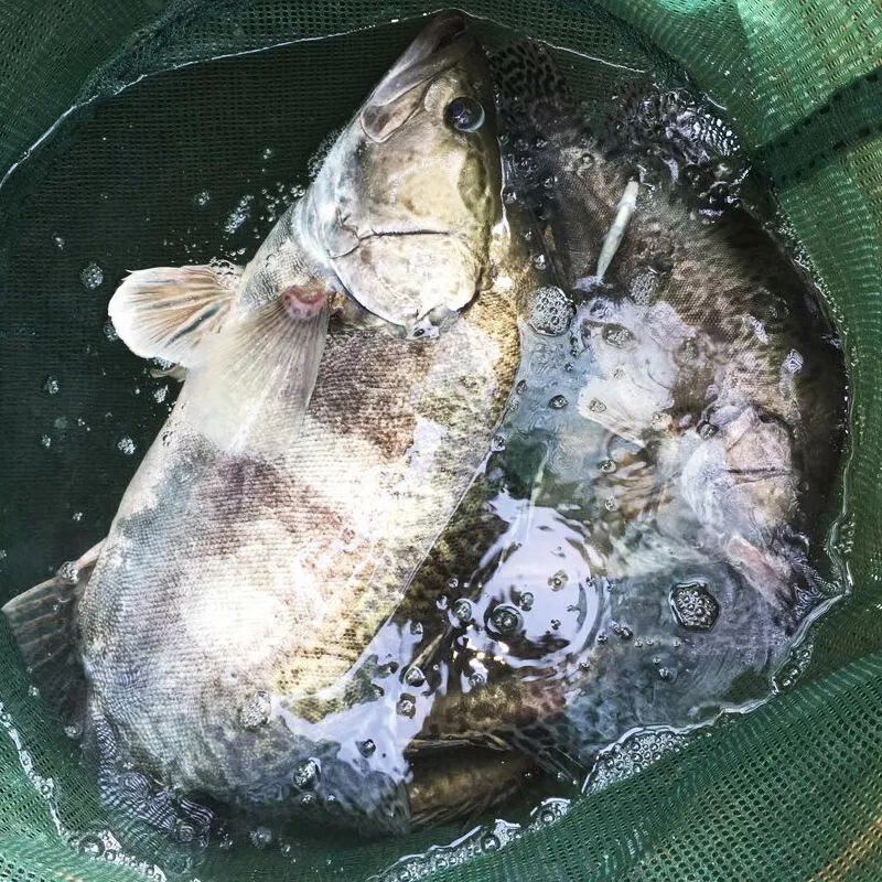 桂魚多少錢一斤_桂魚多少錢一斤_桂魚多少錢一斤