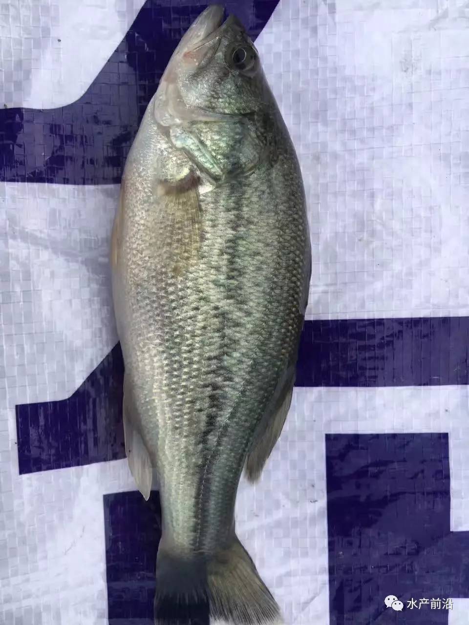 桂魚多少錢一斤_桂魚多少錢一斤_桂魚多少錢一斤