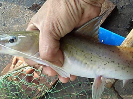 桂魚多少錢一斤_桂魚多少錢一斤_桂魚多少錢一斤