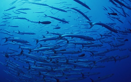 刀魚區別_刀魚是什么魚_刀魚是啥魚