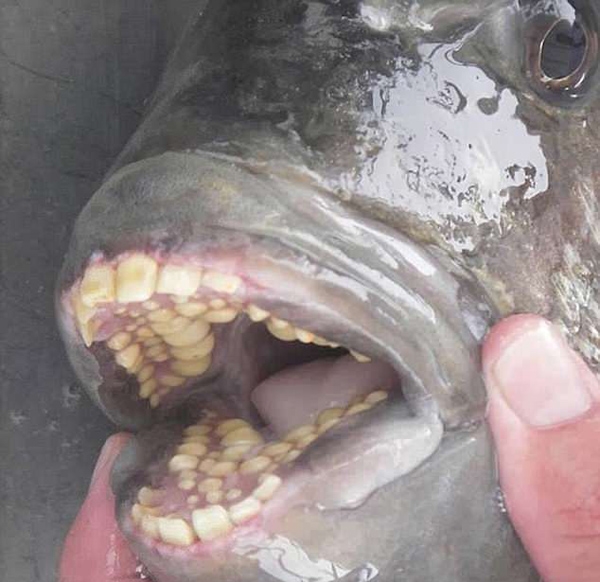 狼牙虎蝦魚_狼牙鰕虎魚_狼牙虎頭魚
