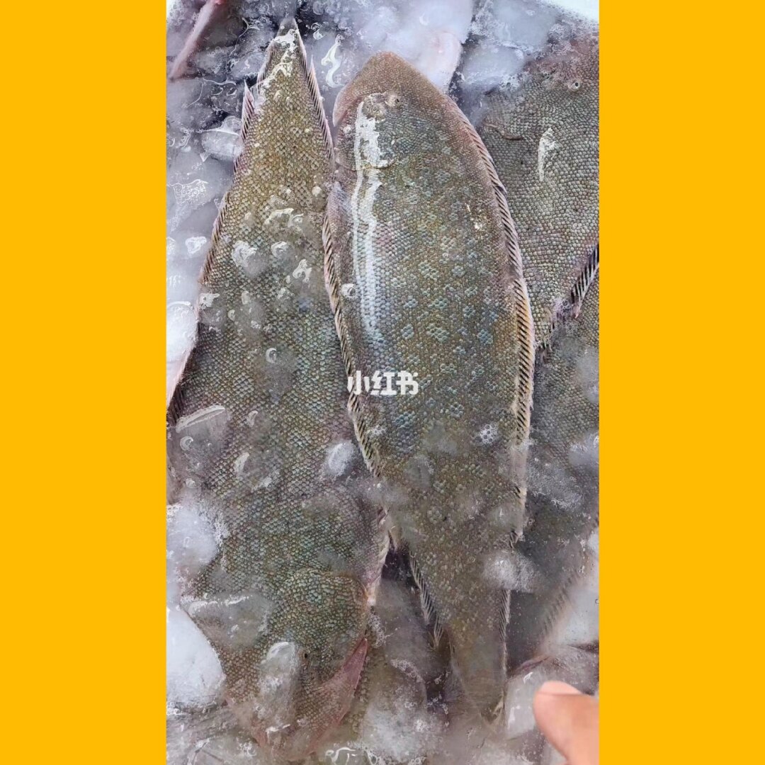 龍利魚是什么魚，吃味道真是棒極了！