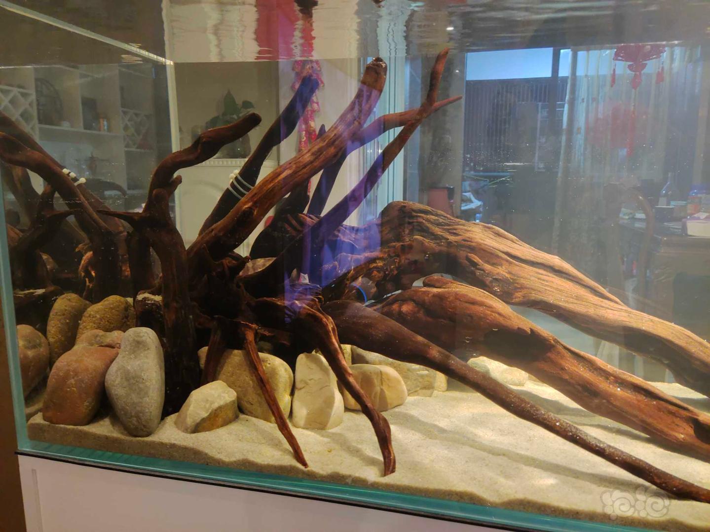 南美水族館論壇_南美水族論壇_南美水族網