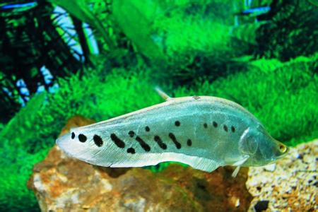 七星刀魚吃什么飼料_七星刀魚好養嗎_七星刀魚