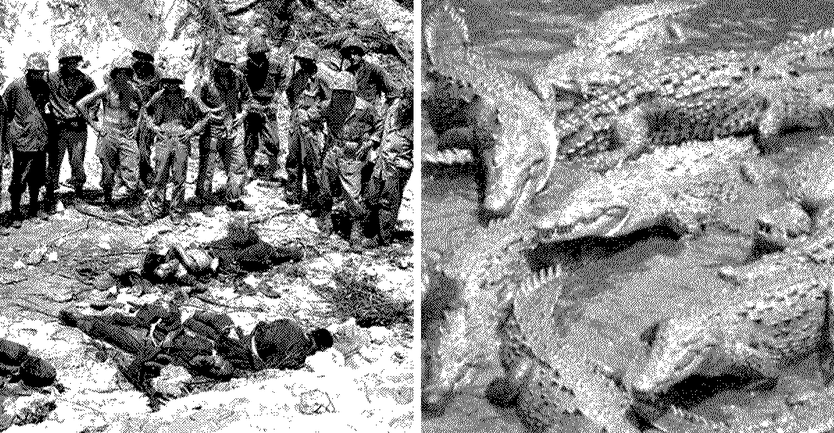 二戰歷史中有“蘭里島鱷魚傷人事件”嗎？