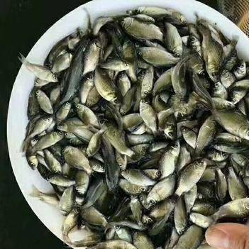 成品魚和魚苗價格起伏不大淡水魚品種起伏很大