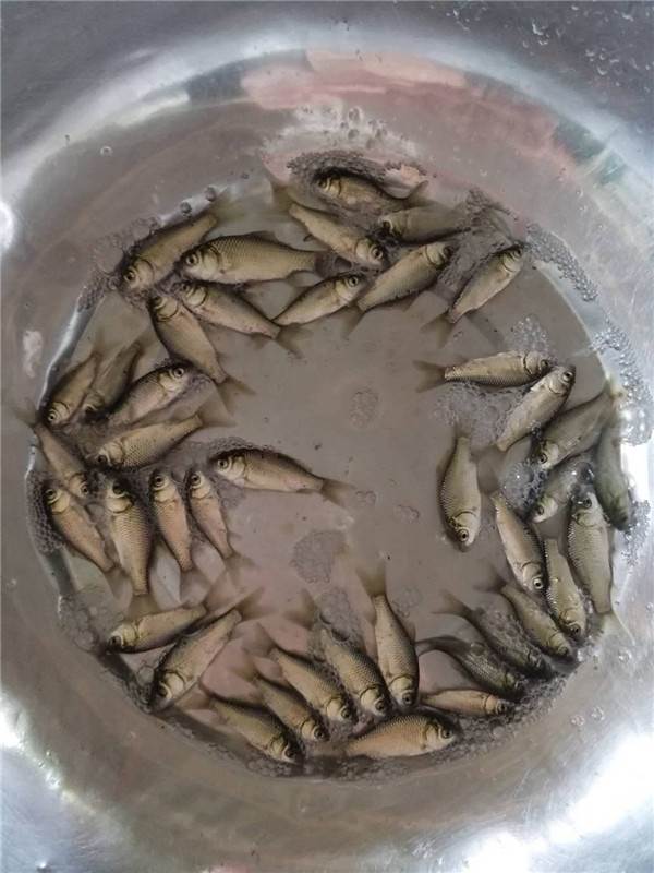 鯽魚黃金珠寶_黃金鯽魚_鯽魚黃金鯽的區別