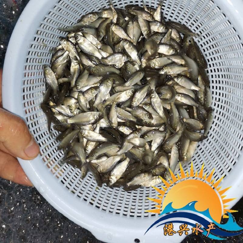 黃金鯽魚_鯽魚黃金珠寶_鯽魚黃金鯽的區別
