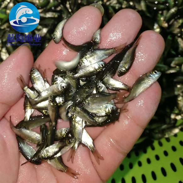 四川鯽魚苗億龍魚苗供應商四川大白鯽魚魚苗苗養殖