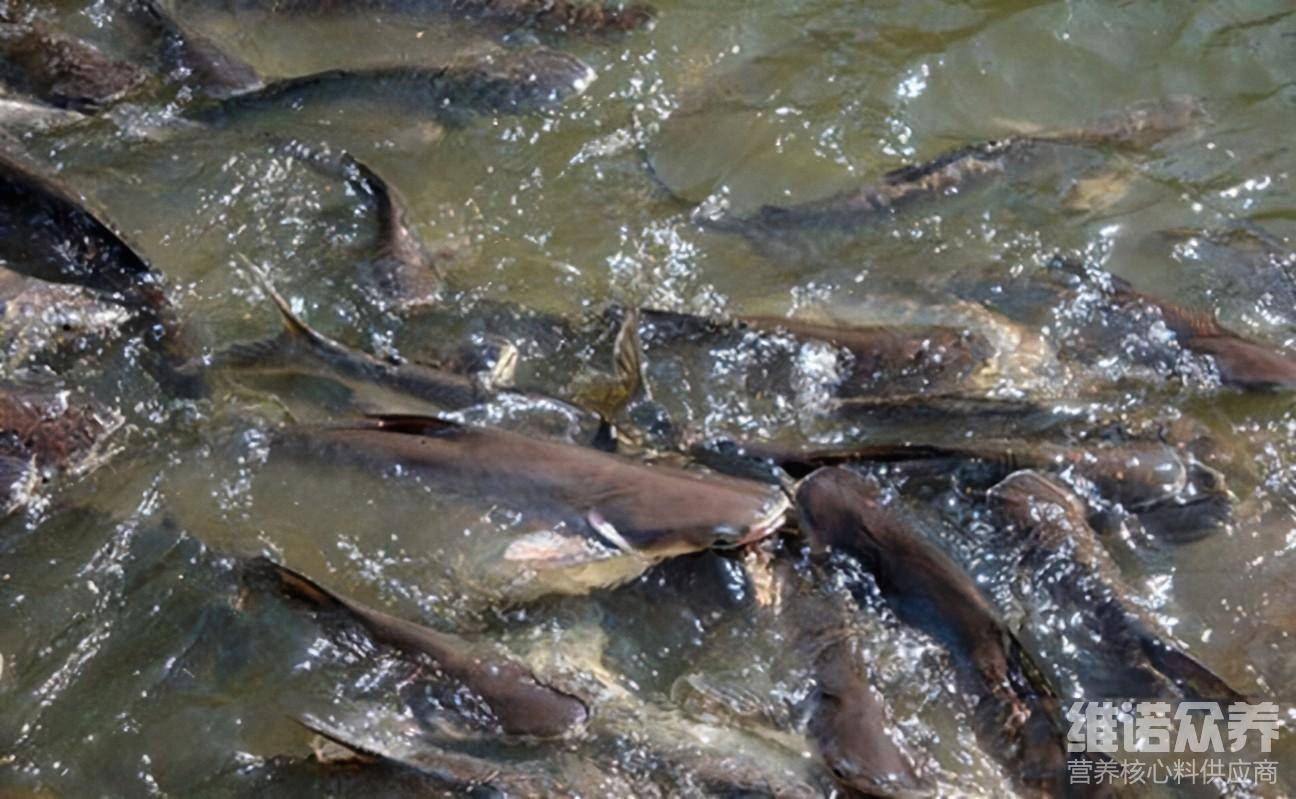 鯰魚是不是很臟_鯰魚_鯰魚效應