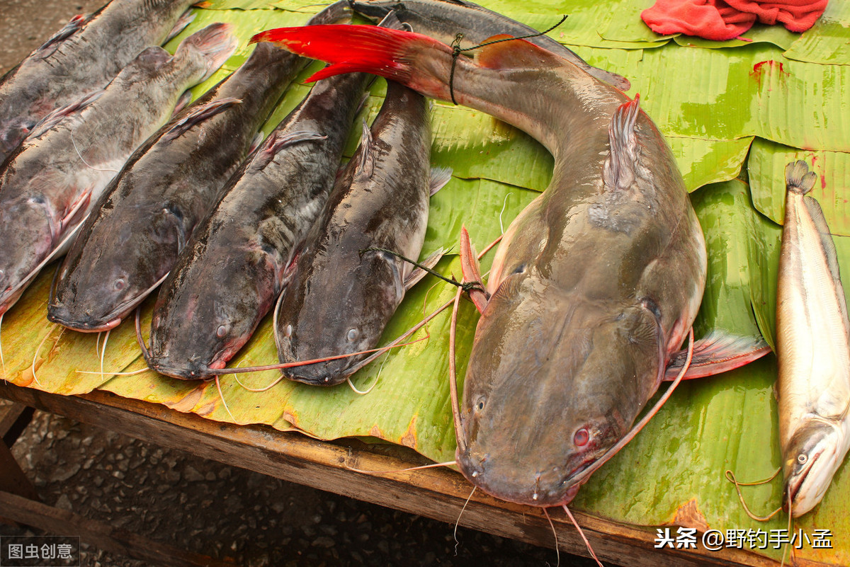 鯰魚圖片_鯰魚_鯰魚是不是很臟