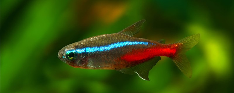 紅綠燈魚魚_紅綠燈魚變綠了_紅綠燈魚