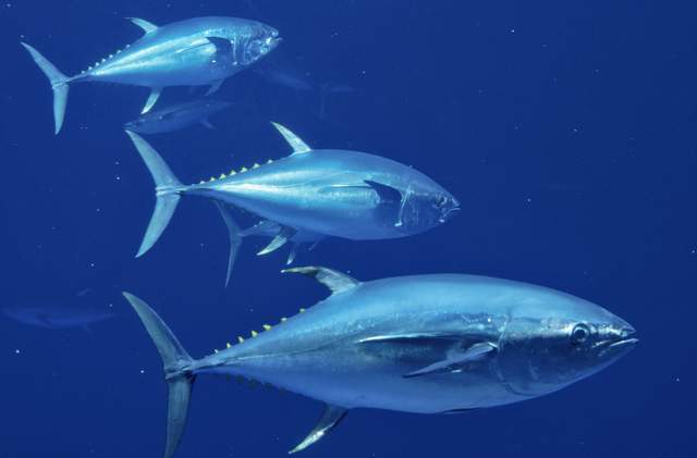 槍魚金槍魚_鰹金槍魚_金槍魚多少錢一斤