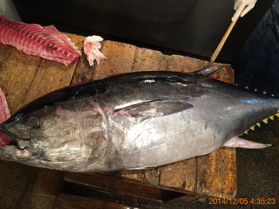 槍魚金槍魚_鰹金槍魚_金槍魚多少錢一斤