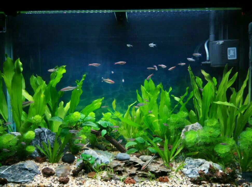 紅綠燈魚_魚紅綠燈_紅綠燈魚變綠了