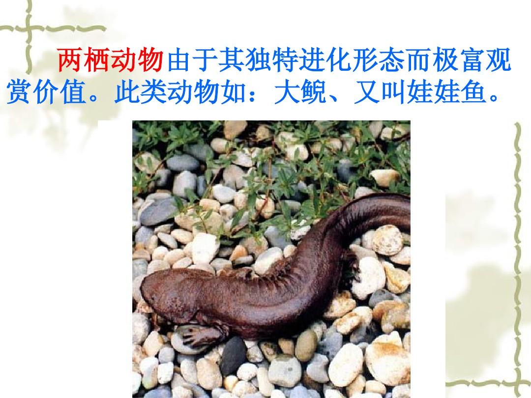 墨西哥鈍口螈 科學“答”人隨堂測下面哪種動物屬于變溫動物？
