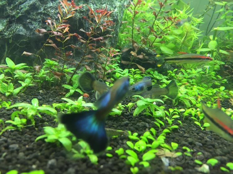 斑馬神仙魚多少錢一條_神仙斑馬混養_斑馬神仙