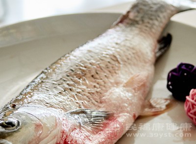 鱸魚是海魚嗎？繁殖習性是常見的經濟魚類之一