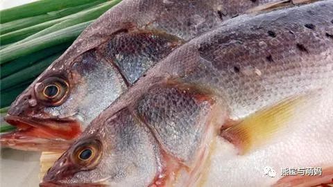 海魚明太魚是海魚嗎_明太魚是海魚嗎_海魚明太魚是發物嗎