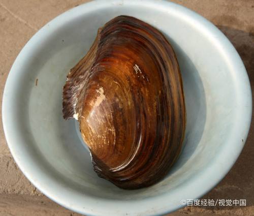 殺河蚌的藥_殺河蚌會報應嗎_河蚌怎么殺