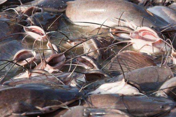鯰魚吃什么_鯰魚吃什么食物長大_鯰魚吃小魚嗎