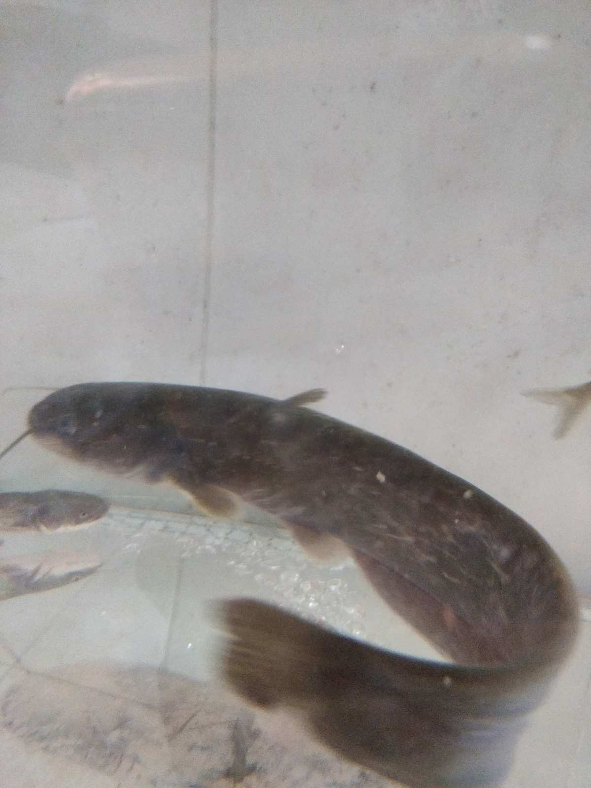 鯰魚吃小魚嗎_鯰魚吃什么_鯰魚吃什么食物