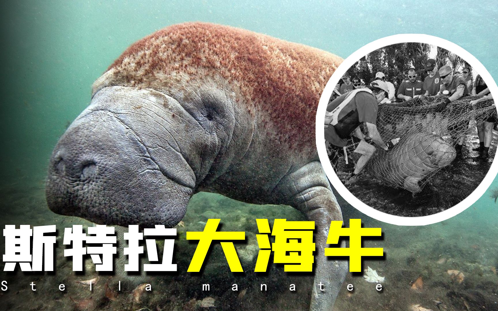 海牛還沒有滅絕，海牛生活在什么地方？
