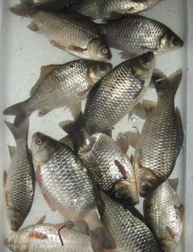 釣魚冬季技巧圖解_冬季釣魚技巧_釣魚冬季技巧和方法