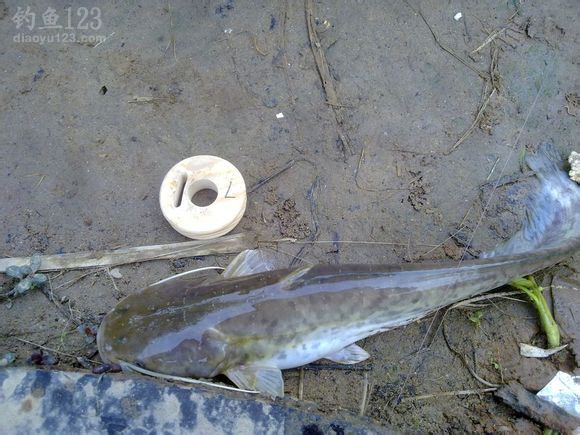 紅尾鯰生性懼光，激素催生的鯰魚養殖技巧