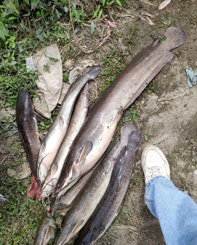 鯰魚吃什么食物_鯰魚吃屎嗎_鯰魚吃什么