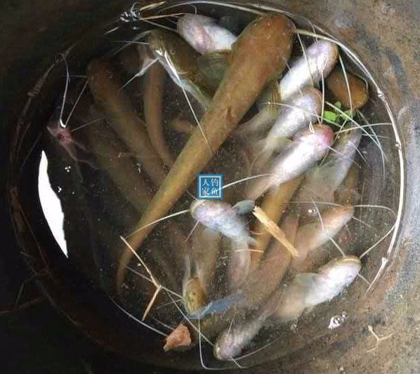 鯰魚吃什么食物_鯰魚吃屎嗎_鯰魚吃什么