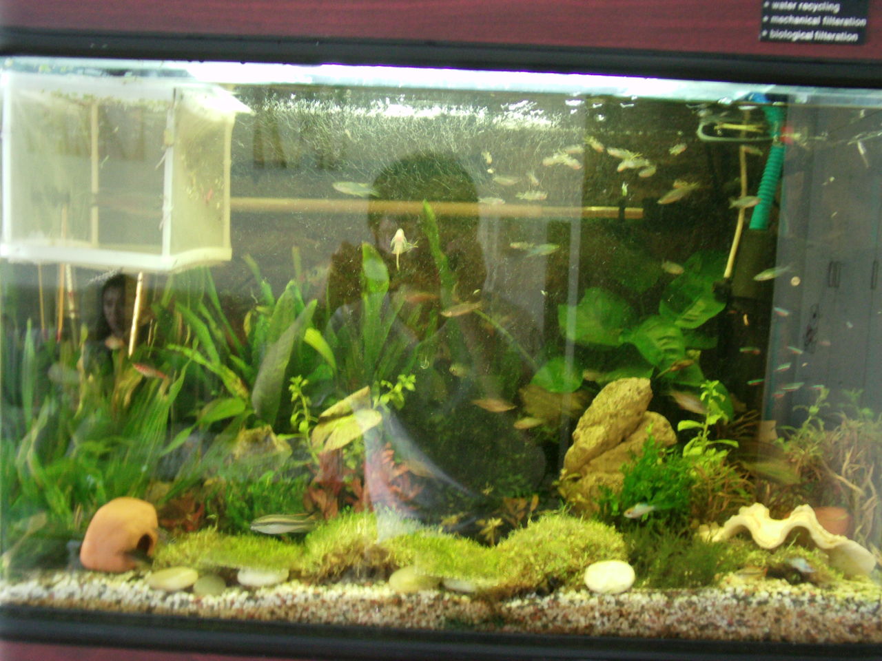 觀賞魚缸長青苔怎么辦_觀賞魚缸水發綠怎么辦_觀賞魚缸