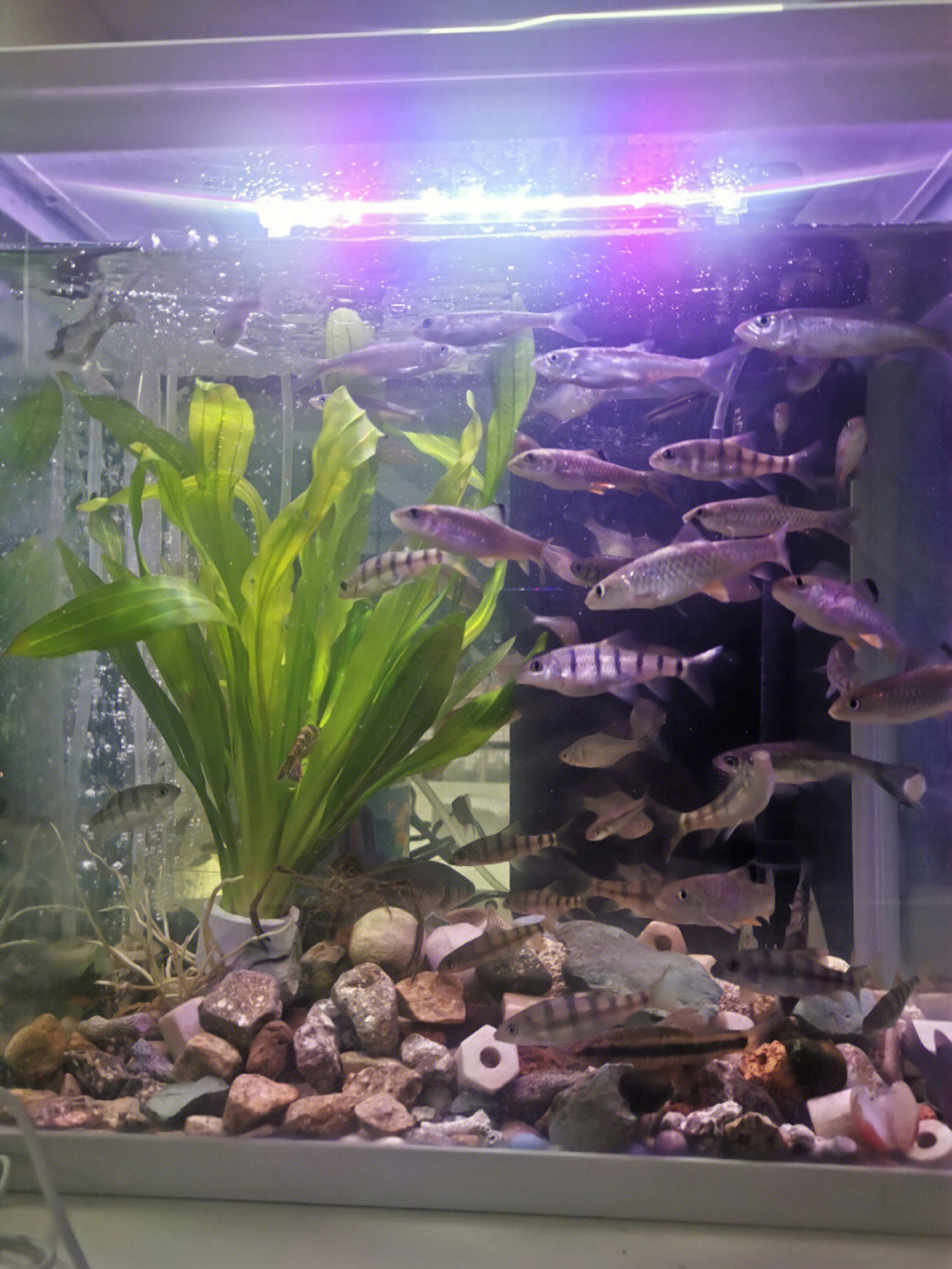觀賞魚缸長青苔怎么辦_觀賞魚缸水發綠怎么辦_觀賞魚缸