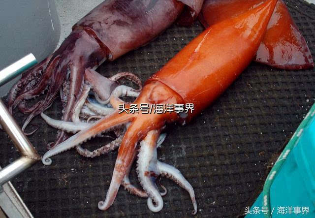 大王酸漿魷vs巨型魷魚_大王酸漿魷_大王酸漿魷與大王烏賊的區別